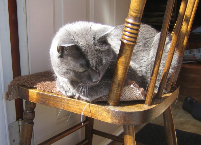 Muffin at door looking for squirrel