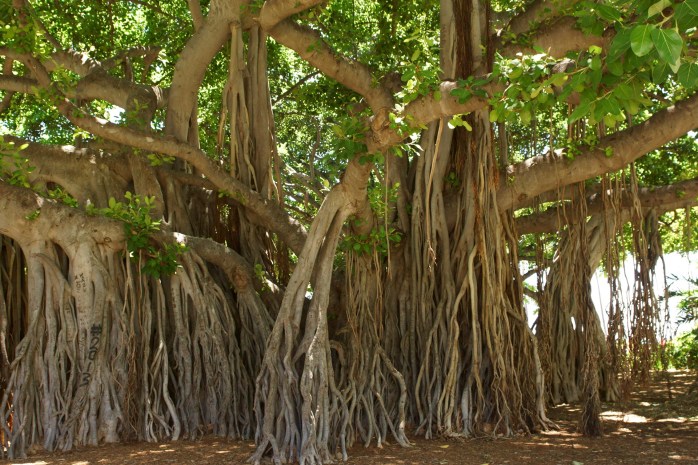 banyan-tree-1049021