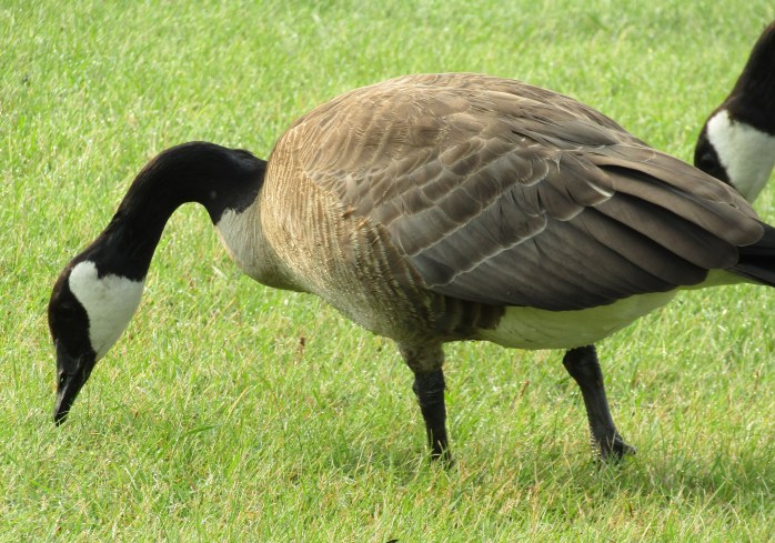 Canada goose 1