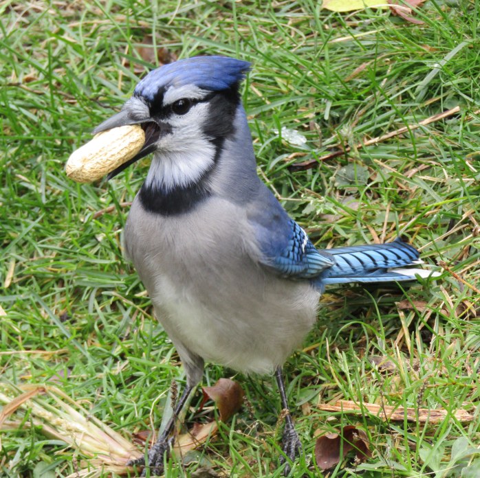 blue jay with peanut