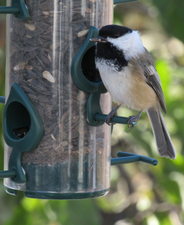 chickadee 1