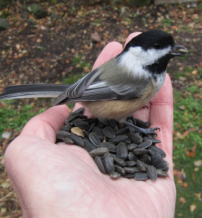 Chickadee Oct 29