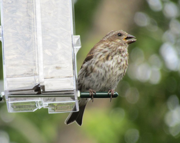 female purple finch