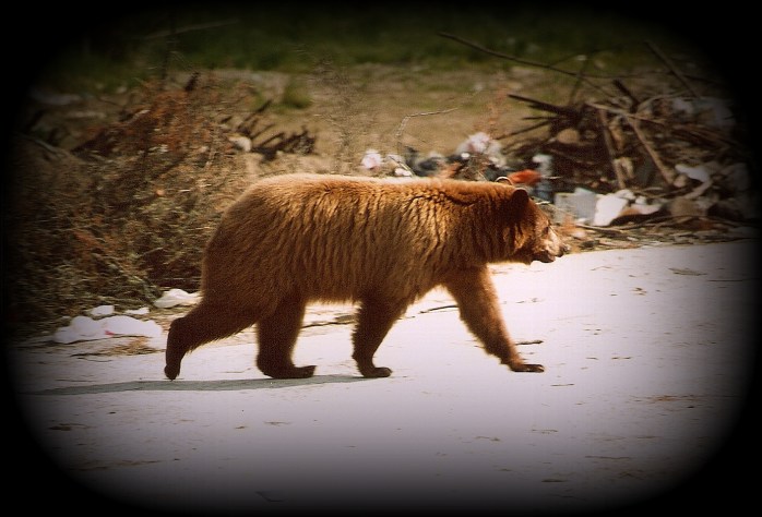 cinnamon bear3a