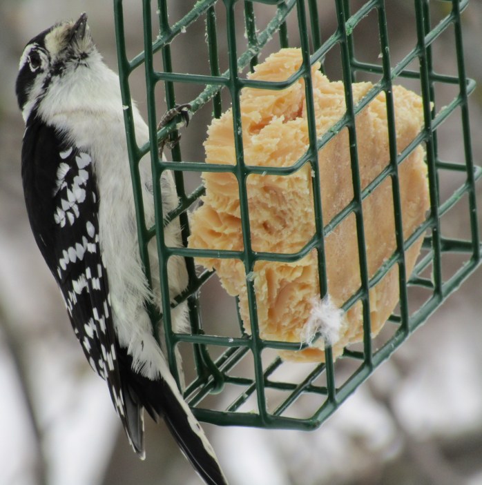 downy woodpecker