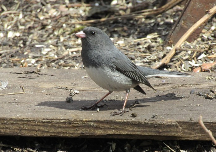 junco 1