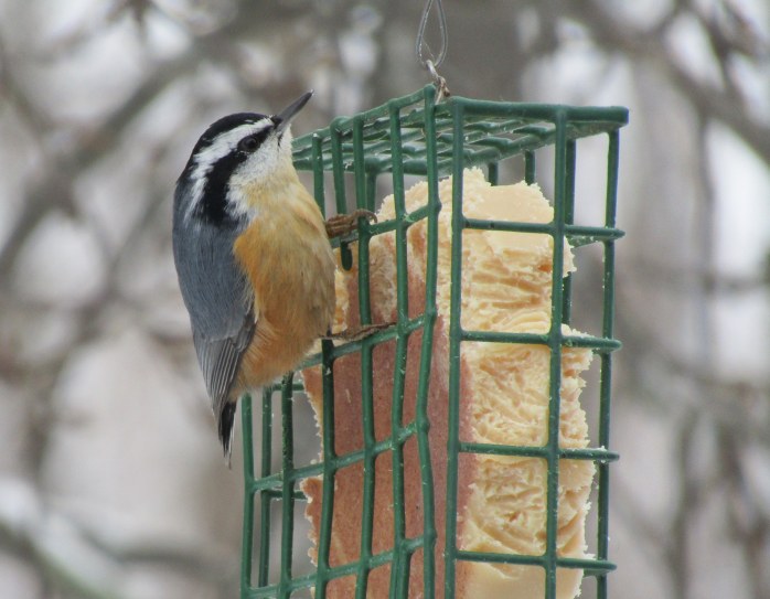 Nuthatch at suet 2