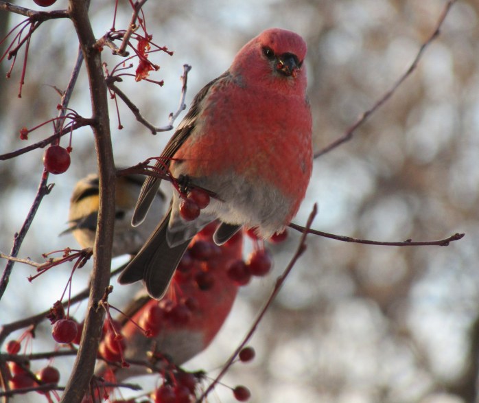 Pine Grosbeaks