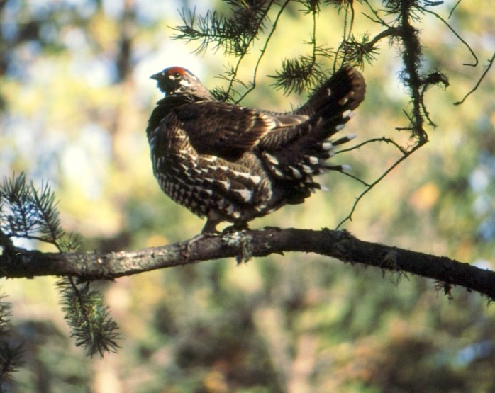 spruce grouse copy fix