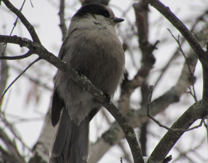 Gray jay 1