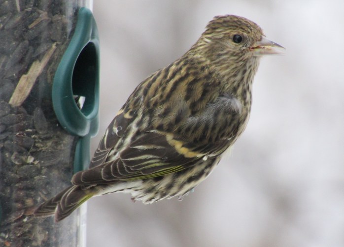 Pine siskin