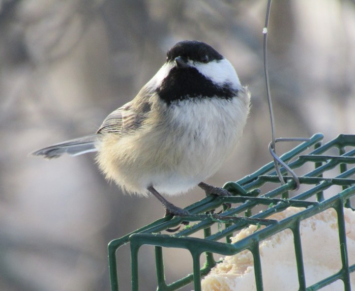 chickadee at suet