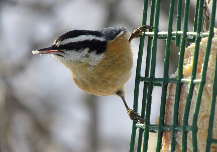 nuthatch eating
