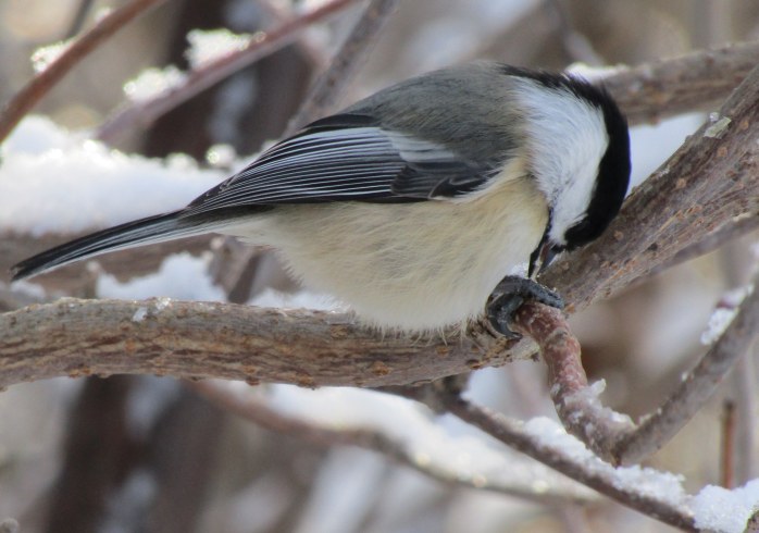 chickadee eating seed
