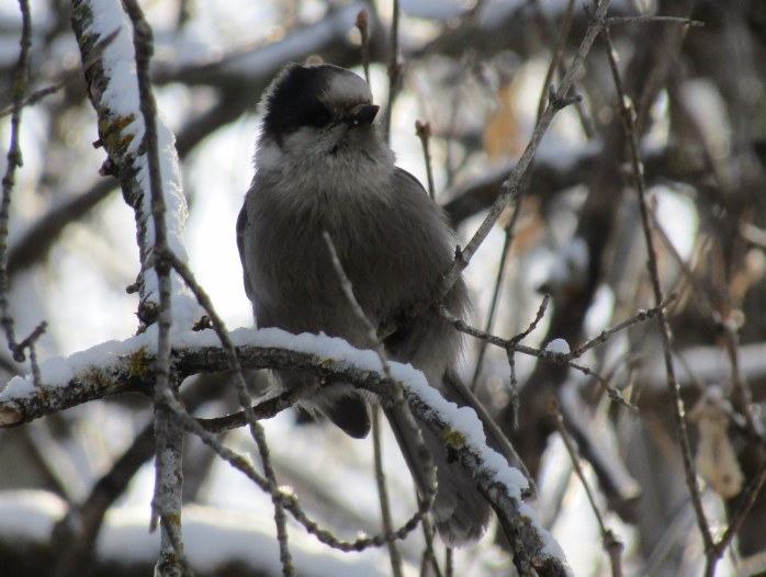 cold gray jay
