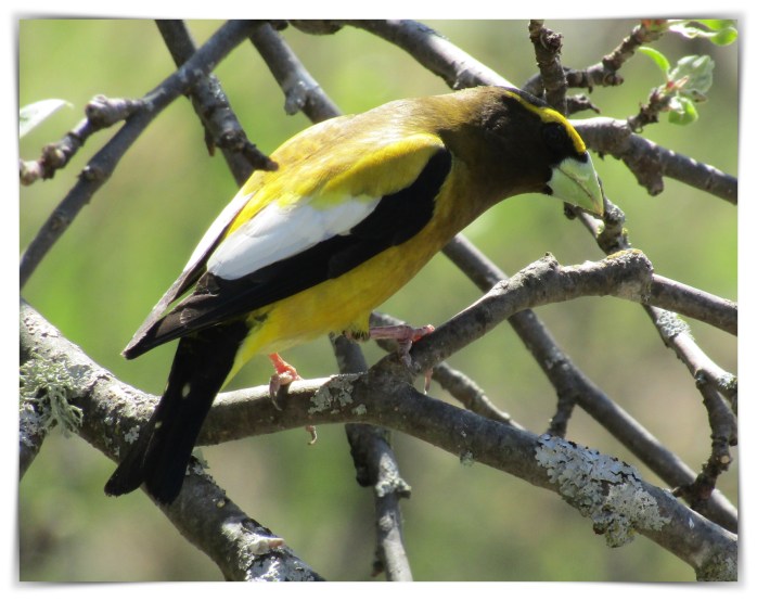 evening grosbeak