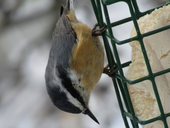 frozen nuthatch