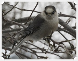 gray jay 1