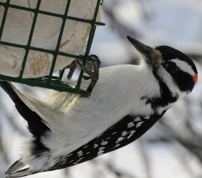 hairy woodpecker here for lunch