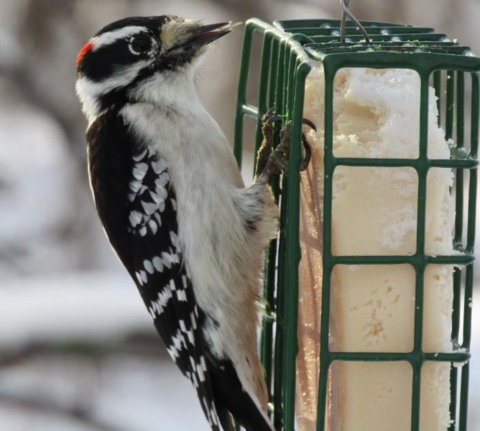 little downy woodpecker