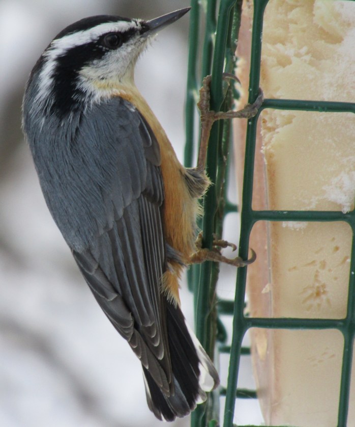 little nuthatch