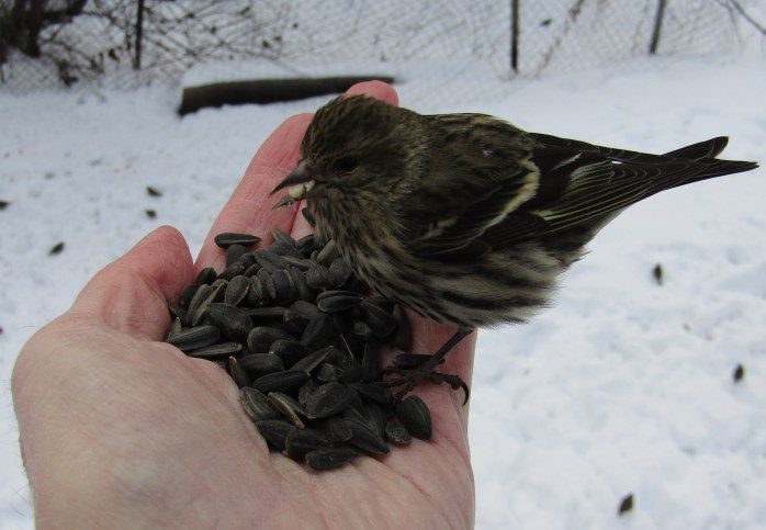 siskin on my hand