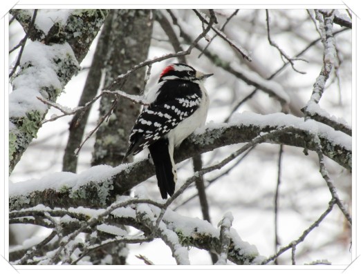 Downy woodpecker
