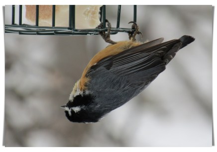 hanging nuthatch