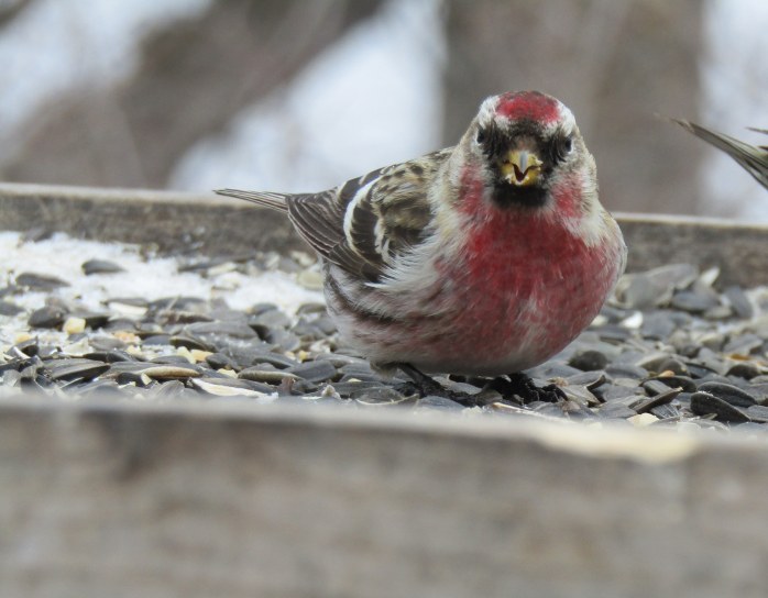 male common redpoll