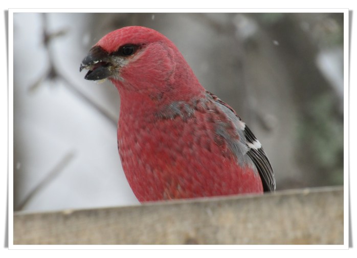 male pine eating