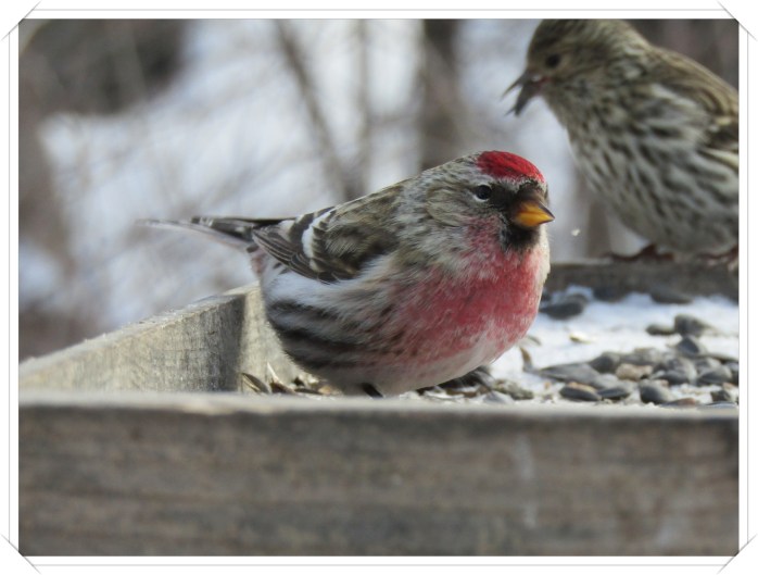 male redpoll