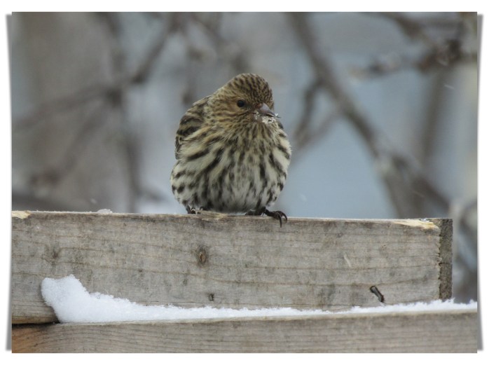pine siskin eating