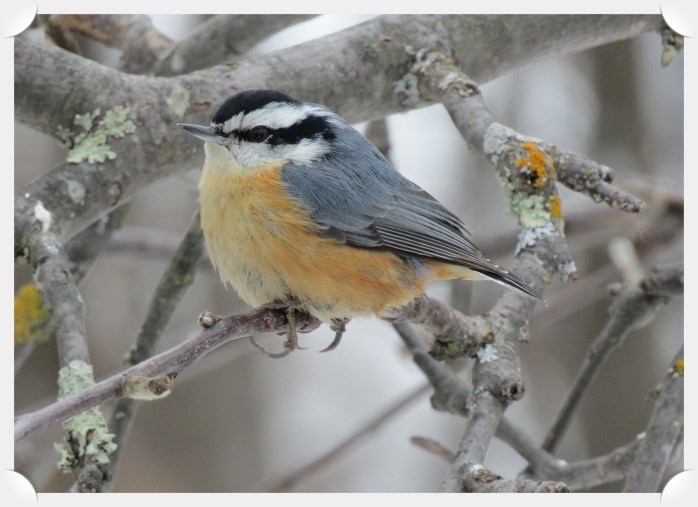 red breasted nuthatch