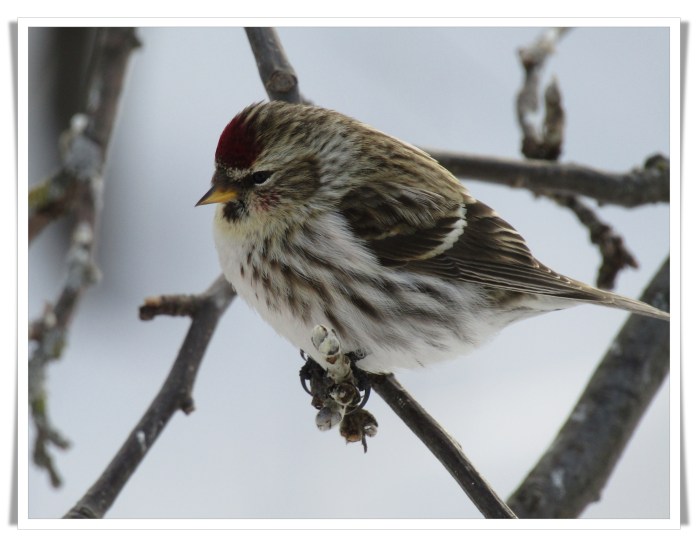 redpoll 1