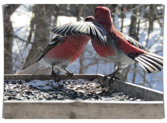 pine grosbeak arguement