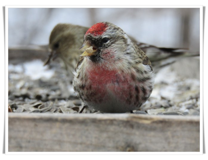 redpoll A