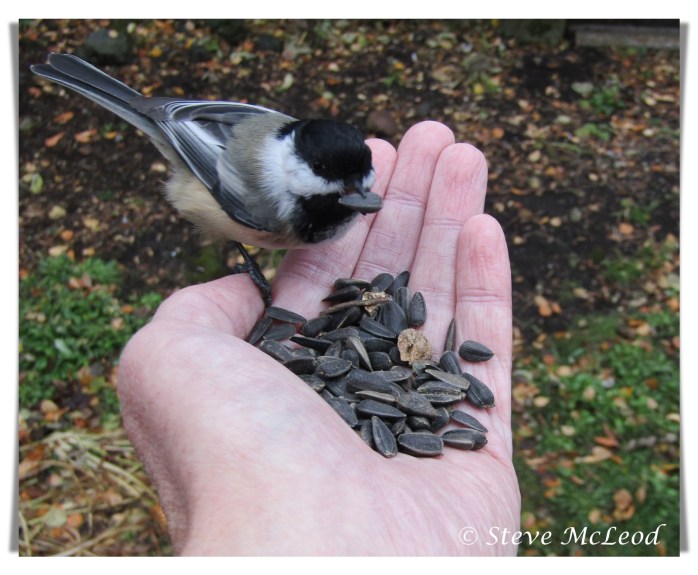 chickadee on hand 1