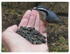 Nuthatch on hand 1