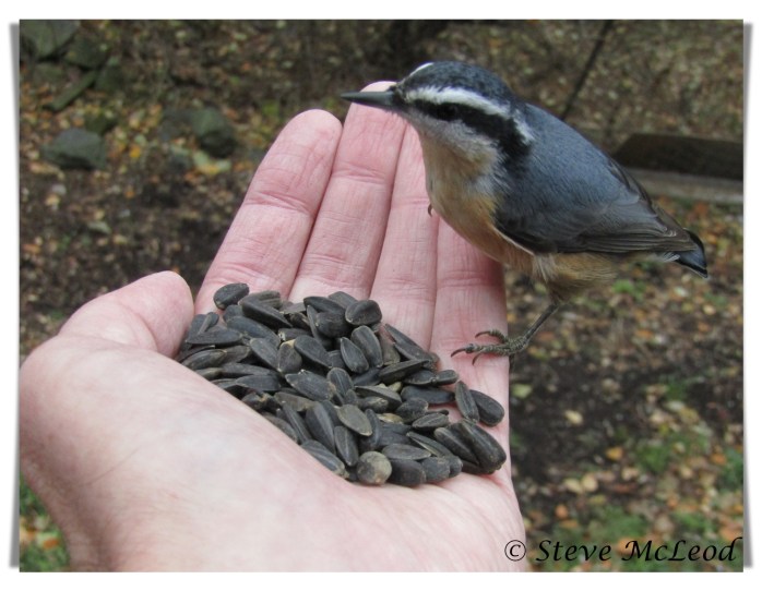 Nuthatch on hand 1