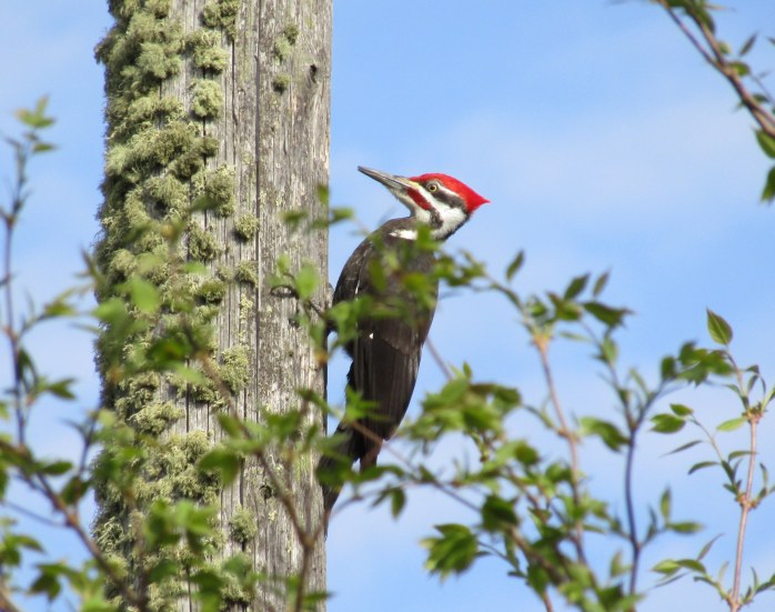 pileated woodpecker 1