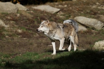 wolf-2892025_1920