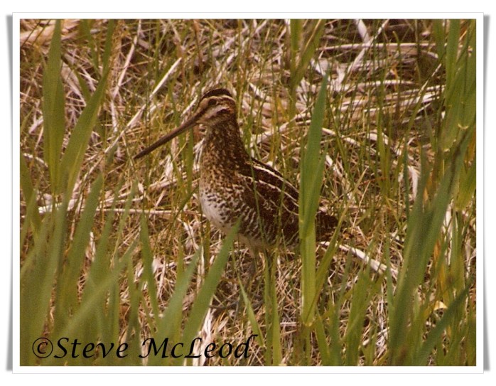 common snipe