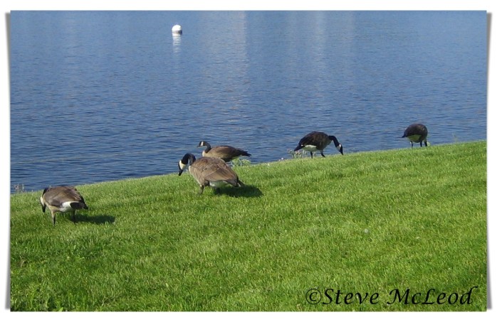 Geese in July6
