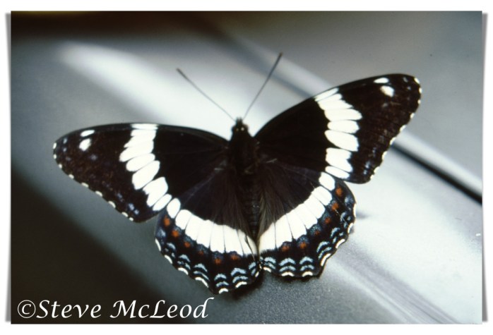 white admiral