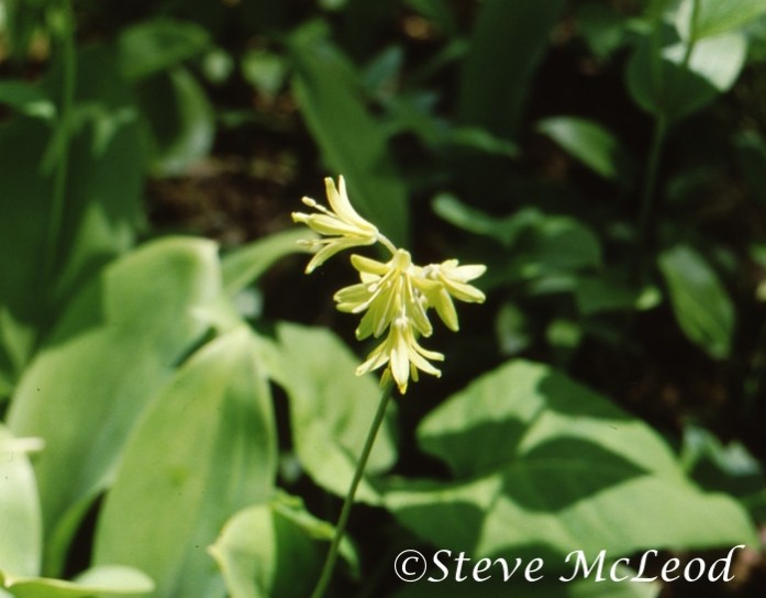 clintonia2