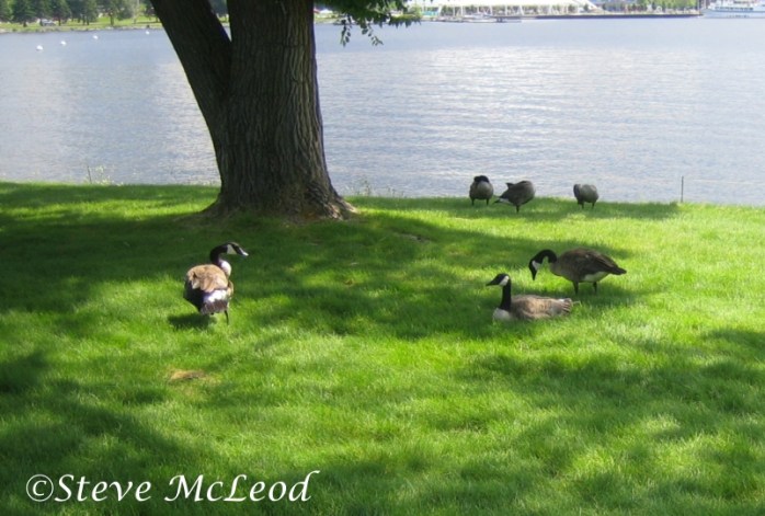 geese at McLeod park 3