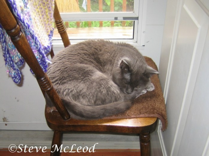 Muffin enjoying a snooze