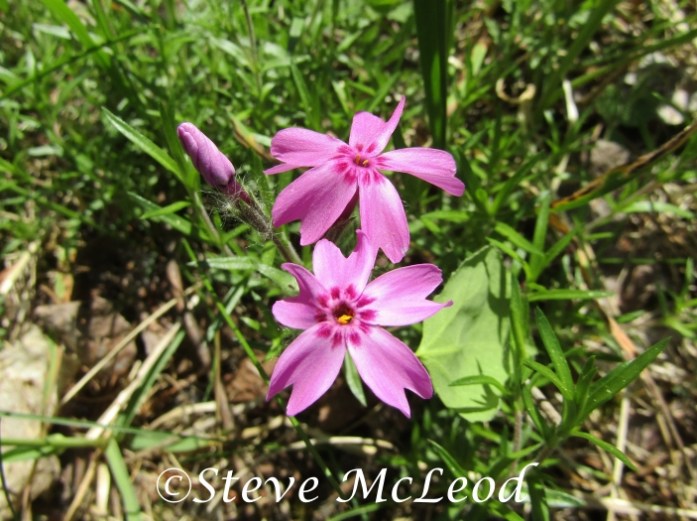 Moss phlox or moss pink