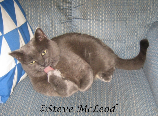 Muffin getting ready for nap