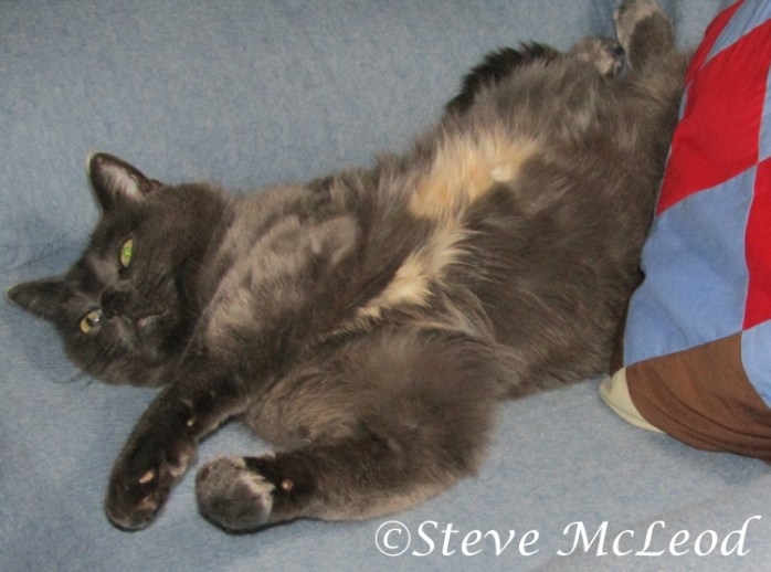 Muffin relaxing in her chair